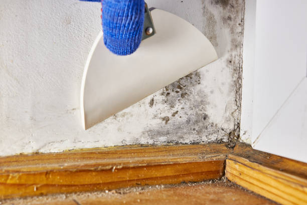 Best Mold Removal for HVAC Installations  in Kuna, ID